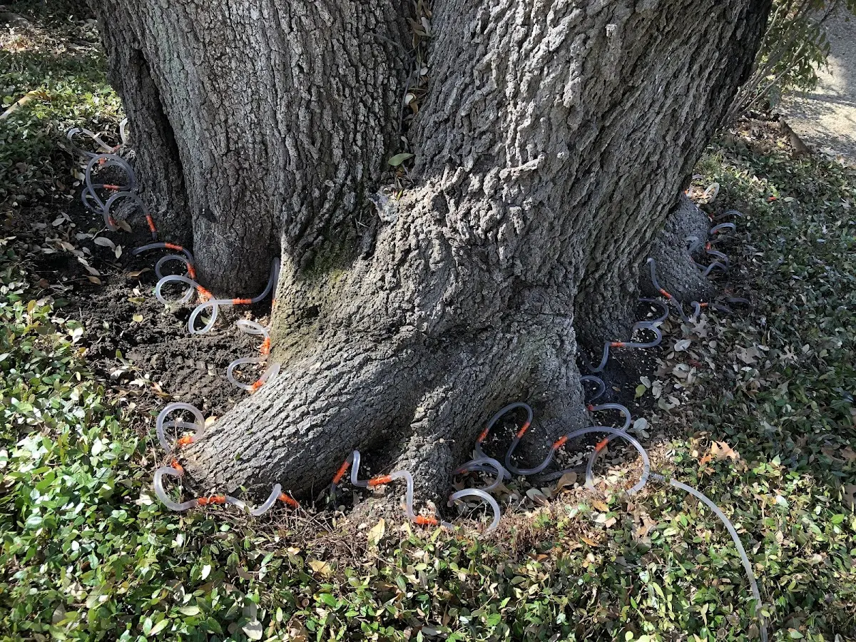 Detailed Tree Cabling and Bracing job site in Fithian