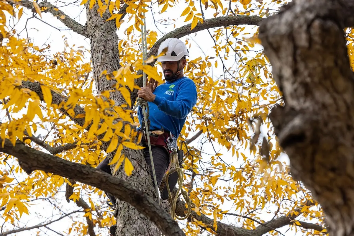 Skilled Tree Pruning crew working in Fithian